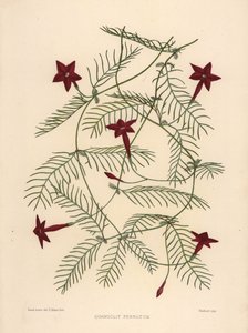 柏树藤或cypressvine牵牛花，Ipomoea quamoclit（Quamoclit pennatum） 作者 不明